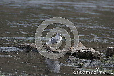 Seagull on the Rocks Stock Photo