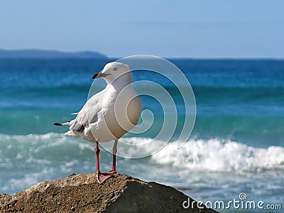 Seagull Stock Photo