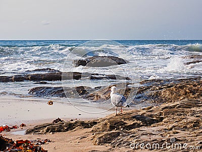 Seagull on Rocks Watching Heavy Ocean waves, Sydney, Australia Stock Photo