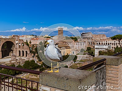 Seagull and Roman ruins in Rome Italy Stock Photo