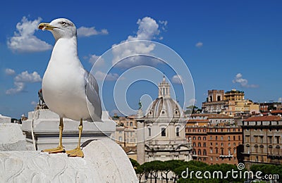 Seagull in Rome. Stock Photo