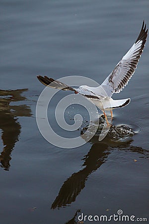 Seagull running on water Bangpoo Thailand Stock Photo