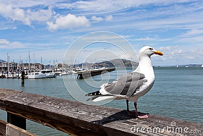 Seagull and San Francisco bay Stock Photo