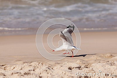 Seagull taking off on Sand Beach and waves Stock Photo