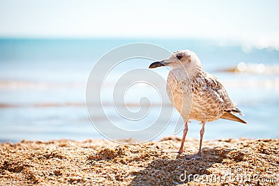 Seagull on a sandy sea shore . Stock Photo