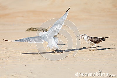 Seagull on a sandy sea shore . Stock Photo