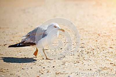 Seagull on a sandy sea shore . Stock Photo