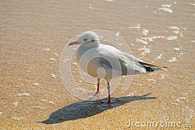 Seagull on the sandy seashore Stock Photo