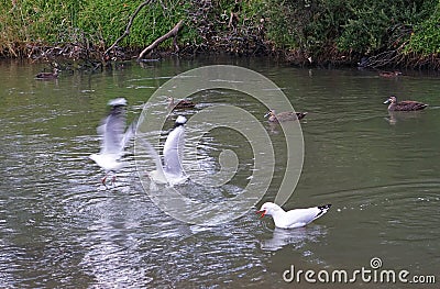 Seagull screaming and scare other birds Stock Photo