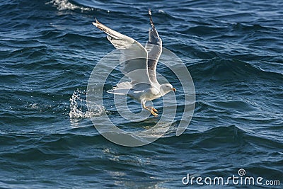 Seagull on the sea while fishing Stock Photo