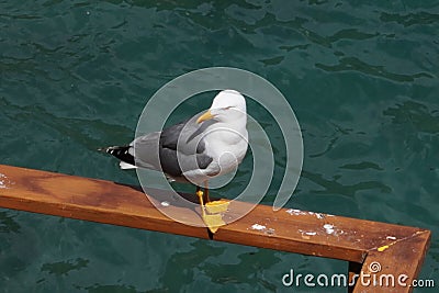 Seagull on the sea, Stock Photo