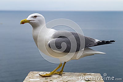 Seagull at sea Stock Photo