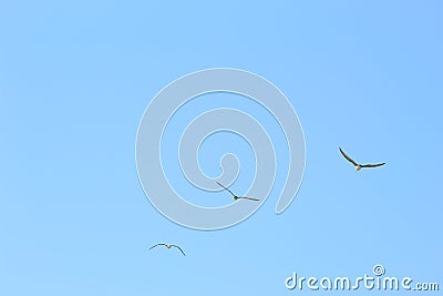 Seagull, sea and sky Stock Photo