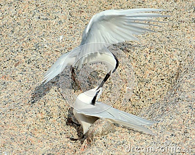 The Seagull Stock Photo