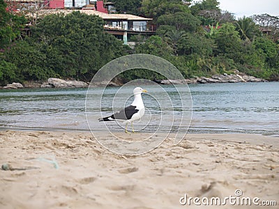 This seagull seems to observe the passivity of the sea. Stock Photo
