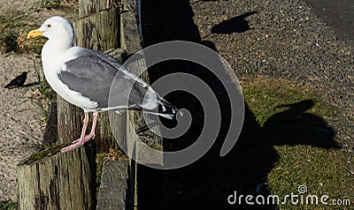 Seagull Shadow Stock Photo