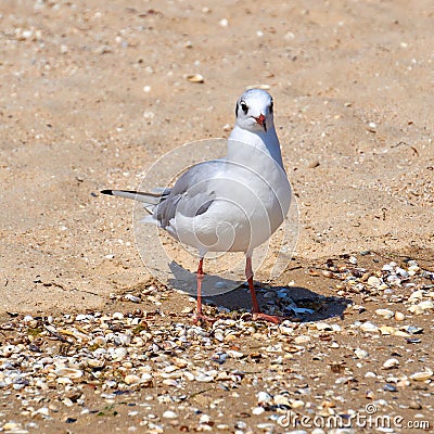 Seagull on the shore close - up on the background of natural sea Stock Photo