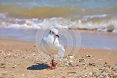 Seagull on the shore close - up on the background of natural sea Stock Photo