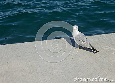 Seagull by the Shore Stock Photo