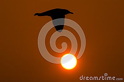 Seagull silhouette Stock Photo