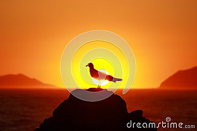 Seagull silhouette on sunset, Adriatic sea in Croatia, taken from Island Lokrum near Dubrovnik Stock Photo