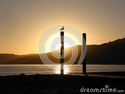 Seagull silhouetted on pole Stock Photo