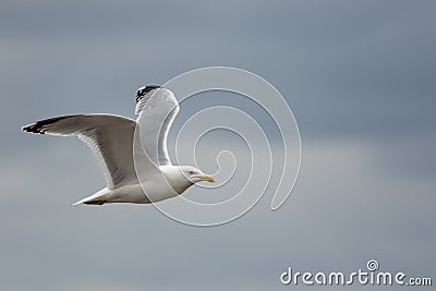 Seagull. Simple soft nature image of a gull in profile. Stock Photo