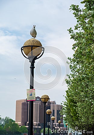 A seagull sits o a streetlight at Salford Quays in Manchester Stock Photo