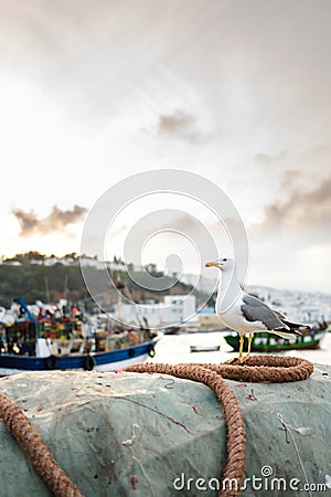 Seagull sitting on a dew, M'Diq, Morocco Stock Photo