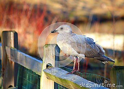 Seagull sitting on fence Stock Photo