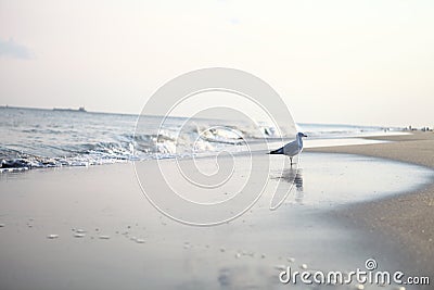 Seagull sitting near the ocean Stock Photo