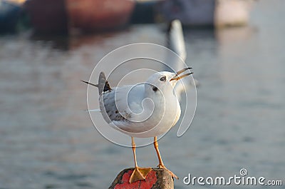 Seagull sitting on a nose of a boat Stock Photo