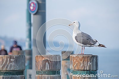 Seagull sitting on a pier Stock Photo