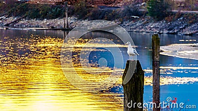 Seagull sitting on a post in the Fraser Valley of British Columbia, Canada Stock Photo