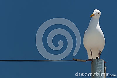 Seagull sitting on power supply line Stock Photo