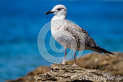 Seagull Sitting on Rocks Stock Photo