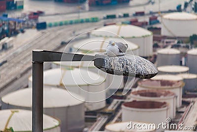 Seagull sitting on streetlight Stock Photo