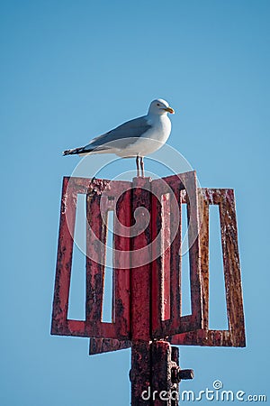 Seagull sitting on top of a sea marker Stock Photo