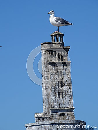 Seagull sitting on wood lighthouse Stock Photo