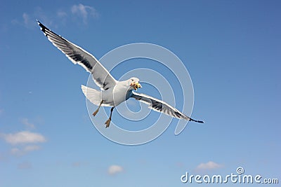 Flying seagull eating a sandwich Stock Photo