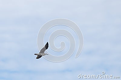 Seagull soaring through the air as the winds hits hard Stock Photo