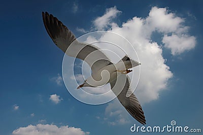 a seagull flying high up in the sky with it's wings extended Stock Photo