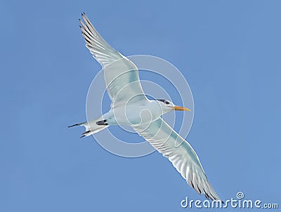 Seagull Soars on a Sunny Day in South Florida Stock Photo