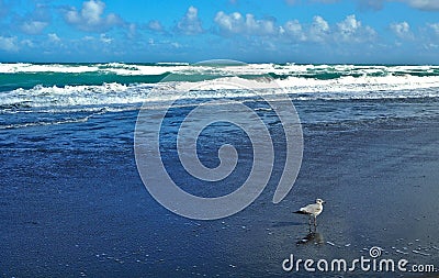 Seagull at Jupiter Beach in Florida Stock Photo