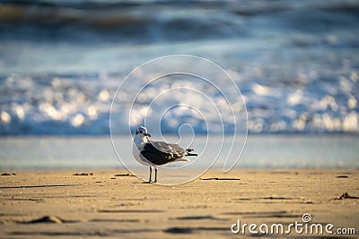 Seagull standing in front of the ocean. Stock Photo