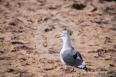 Seagull standing on the sand on the beach with its beak wide opened. Stock Photo