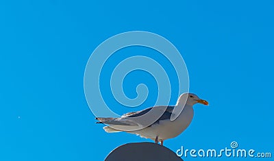 Seagull standing on wooden Pole Stock Photo