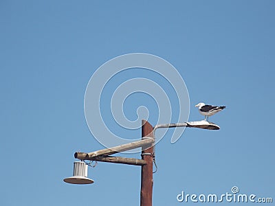 Seagull standing on the wooden streetlight Stock Photo