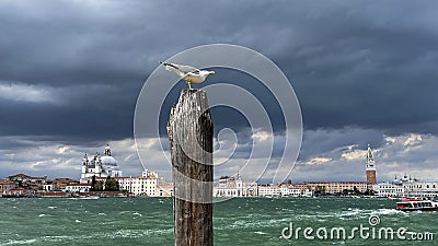 Seagull in a storm in Venice Editorial Stock Photo