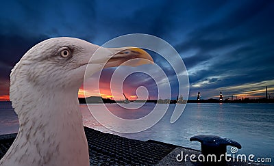 Seagull and sunset Stock Photo